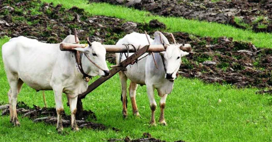 गोरु पाल्ने किसानलाई पनि अनुदान