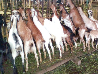 अर्घाखाँचीमा बाख्रामा पीपीआर संक्रमण