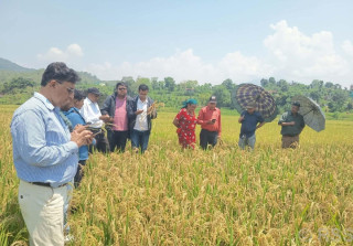 मरुवा रोगका कारण ३५ प्रतिशतले चैते धानको उत्पादन घट्यो