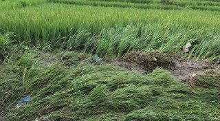 पाक्नै लागेको धानबाली नष्ट : भक्तपुरका किसान दुःखी